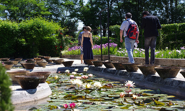 Lily Garden that Inspired Monetsunday image