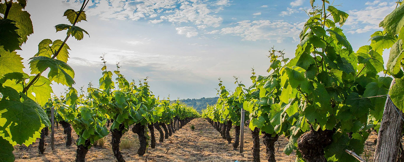 beaujolais vineyards, gamay grape