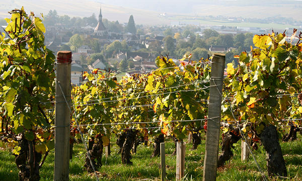 A Spree in Chabliswednesday image