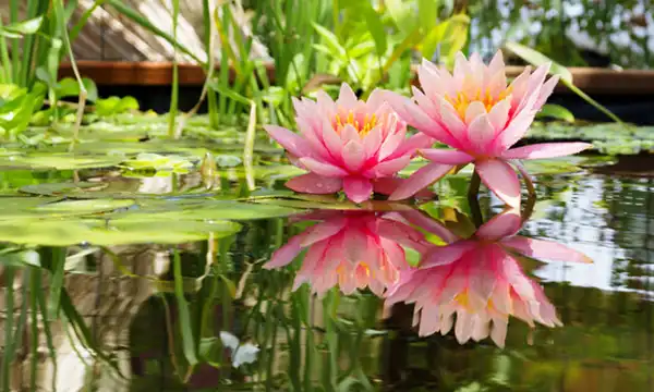 The Lily Garden that Inspired Monet’s Famous Paintings   friday image